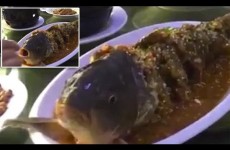 Uvačená ryba na talíři se probere poté, co jí dali panáka alkoholu