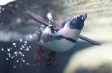 Živý přenos od tučňáků